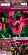Blumenzwiebeln - Tulpen Ronaldo Triumph schwarz rot, 10 Stück