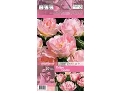 Blumenzwiebeln - Tulpen Finola / Gefüllte späte hell rosa, 10 Stück
