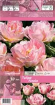 Blumenzwiebeln - Tulpen Finola / Gefüllte späte hell rosa, 10 Stück