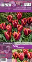 Blumenzwiebeln - Tulpen Muvota / Triumph purpurviolet lachsrosa, 10 Stück