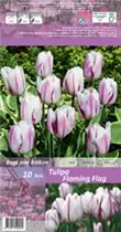 Blumenzwiebeln - Tulpen Flaming Flag / Triumph weiß purpur gefl., 10 Stück