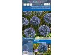 Blumenzwiebeln - Allium Caeruleum Zierlauch 10 Stück - Blau