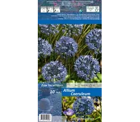 Blumenzwiebeln - Allium Caeruleum Zierlauch 10 Stück - Blau Blumenzwiebeln - Allium Caeruleum Zierlauch 10 Stück - Blau