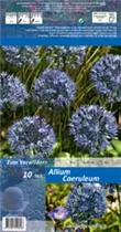 Blumenzwiebeln - Allium Caeruleum Zierlauch 10 Stück - Blau