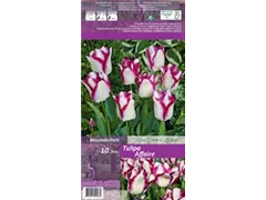 Blumenzwiebeln - Tulpen Affaire Triumph Weiß 10 Stück - Purpurviolett