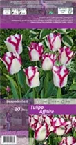 Blumenzwiebeln - Tulpen Affaire Triumph Weiß 10 Stück - Purpurviolett