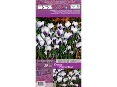 Blumenzwiebeln - Krokusse Prins Claus 20 Stück - Purpur-Weiß