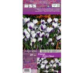 Blumenzwiebeln - Krokusse Prins Claus 20 Stück - Purpur-Weiß