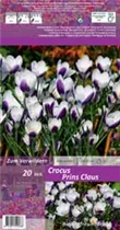Blumenzwiebeln - Krokusse Prins Claus 20 Stück - Purpur-Weiß