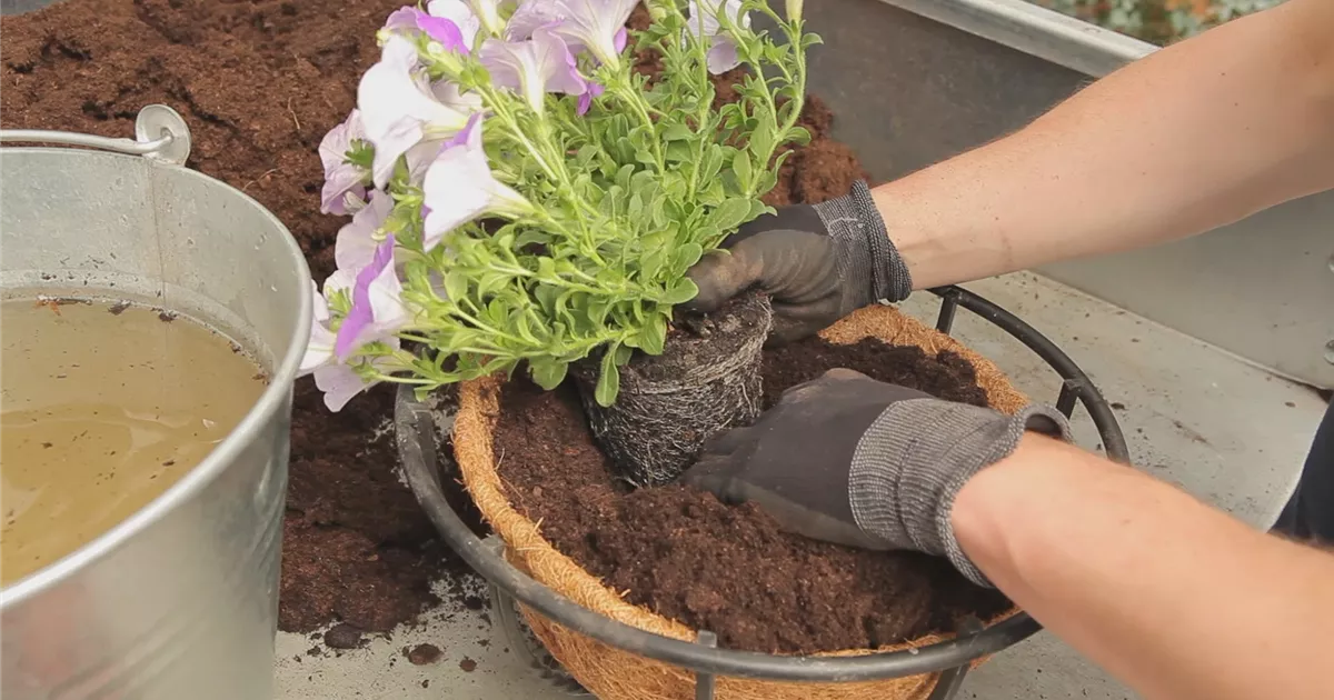  - Hanging Basket - Bepflanzen