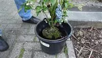 - Heidelbeeren - Einpflanzen im Garten  - Heidelbeeren - Einpflanzen im Garten