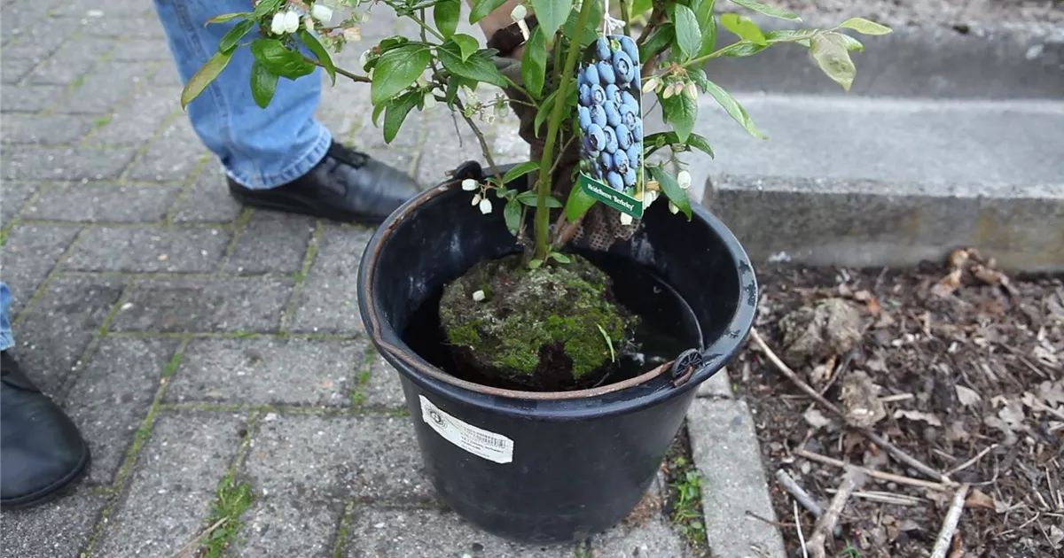  - Heidelbeeren - Einpflanzen im Garten