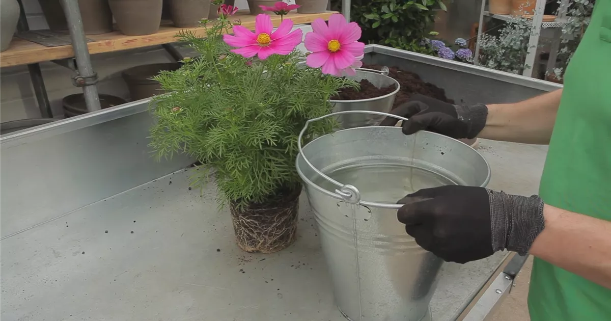  - Schmuckkörbchen - Einpflanzen in ein Gefäß