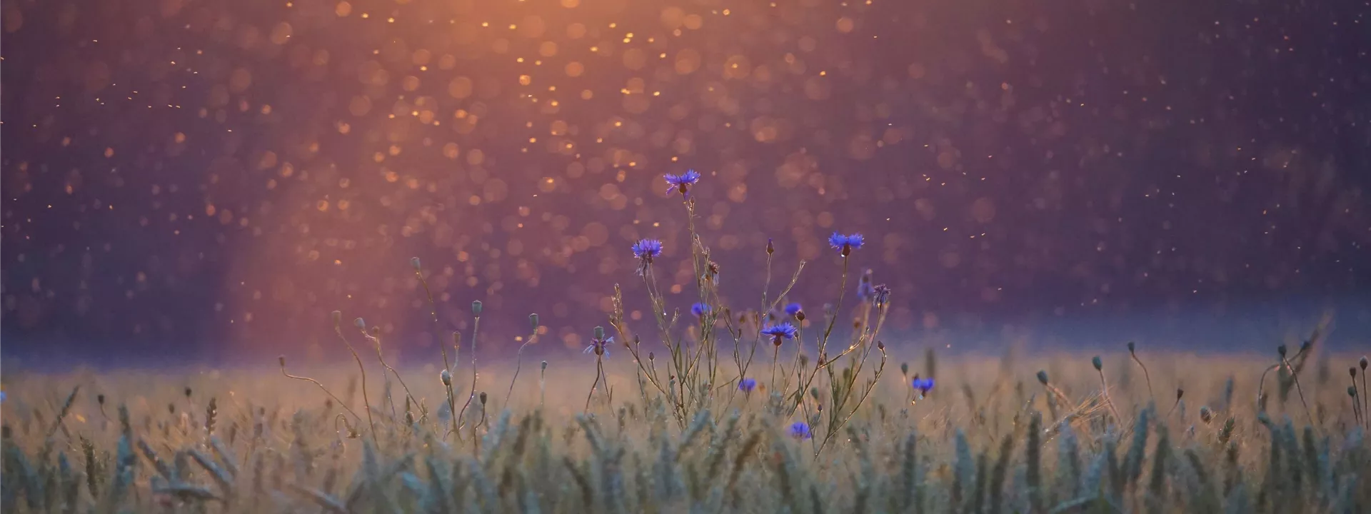 cornflowers-5352633 cornflowers-5352633