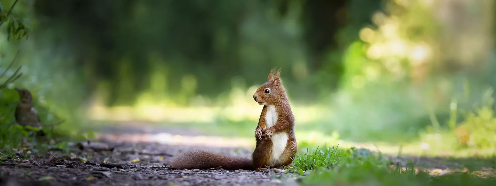 squirrel-4515962 squirrel-4515962