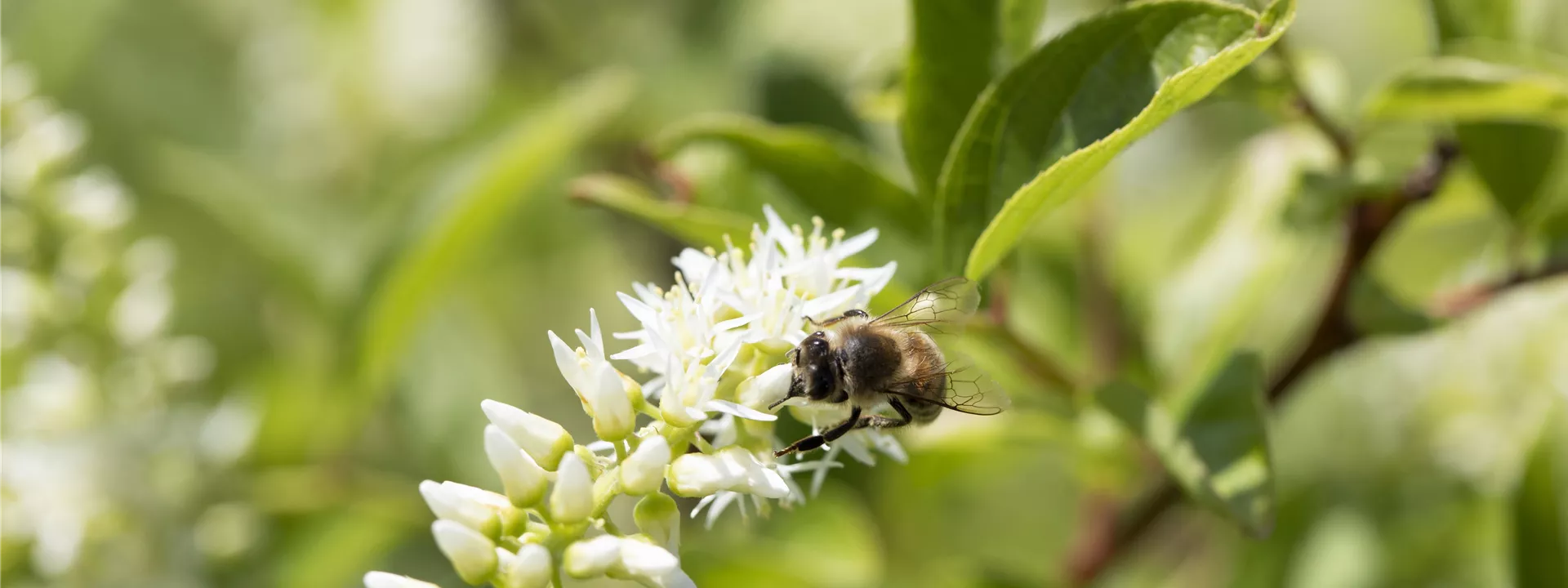 Itea virginica 'Henry´s Garnet'
