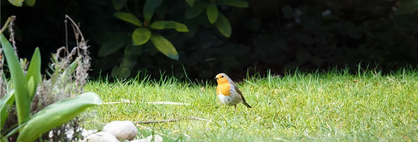 Vogelhäuser & Vogelfutterhäuser Vogelhäuser & Vogelfutterhäuser