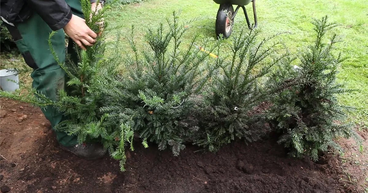  - Eibe - Hecke einpflanzen im Garten