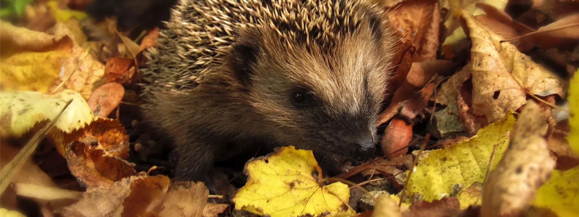 hedgehog-985315 hedgehog-985315