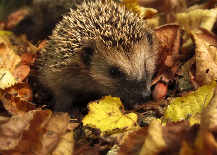  - Futter für heimische Tiere