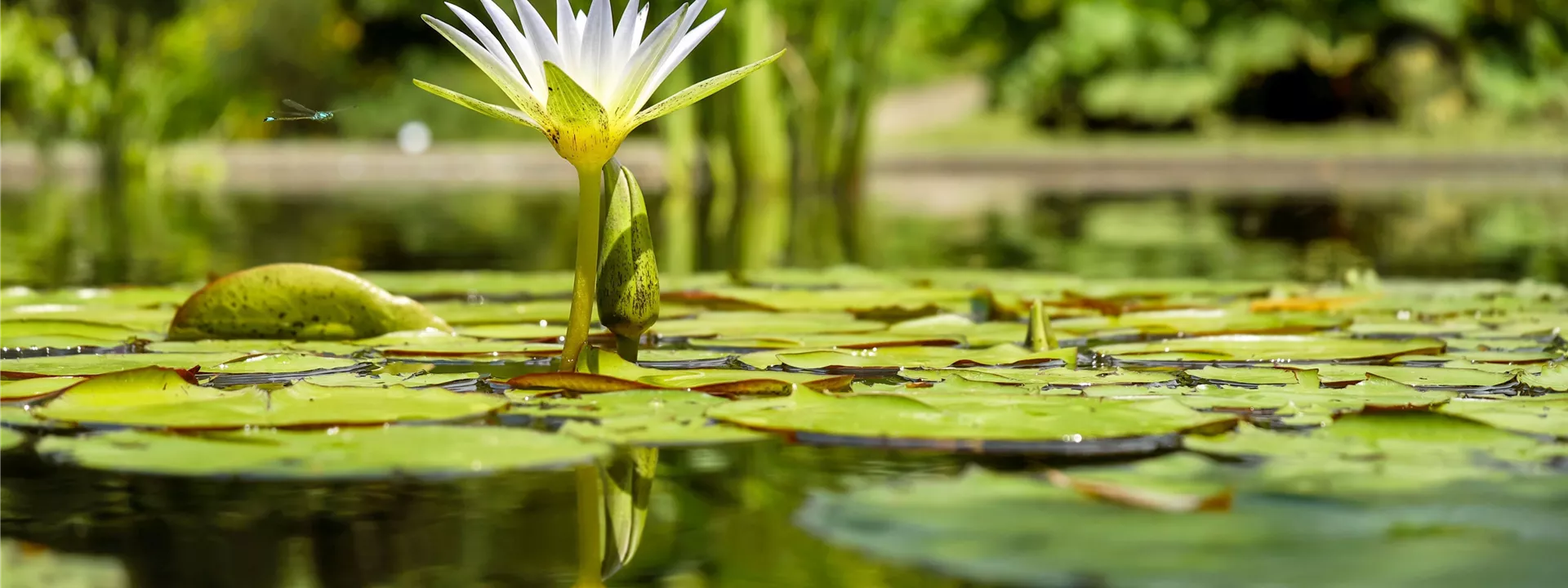 water-lily-1857350 water-lily-1857350