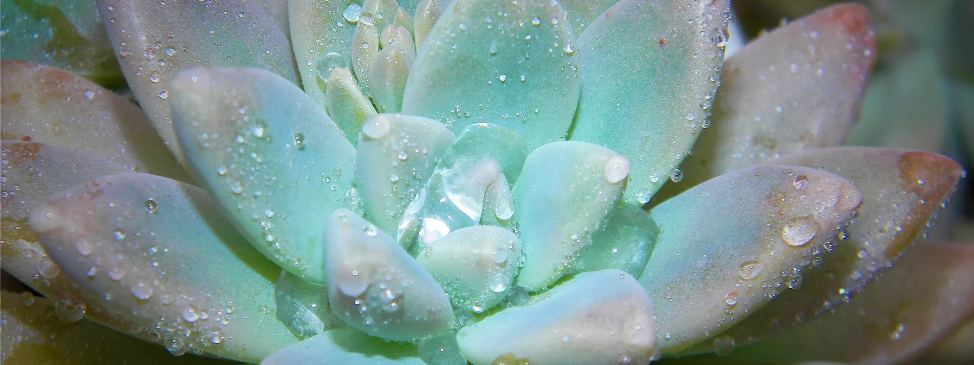 succulent-2429592 succulent-2429592