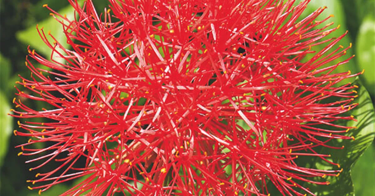 Blumenzwiebeln Blutblume Haemanthus multiflorus - 1 Stck - Mauk Gartenwelt