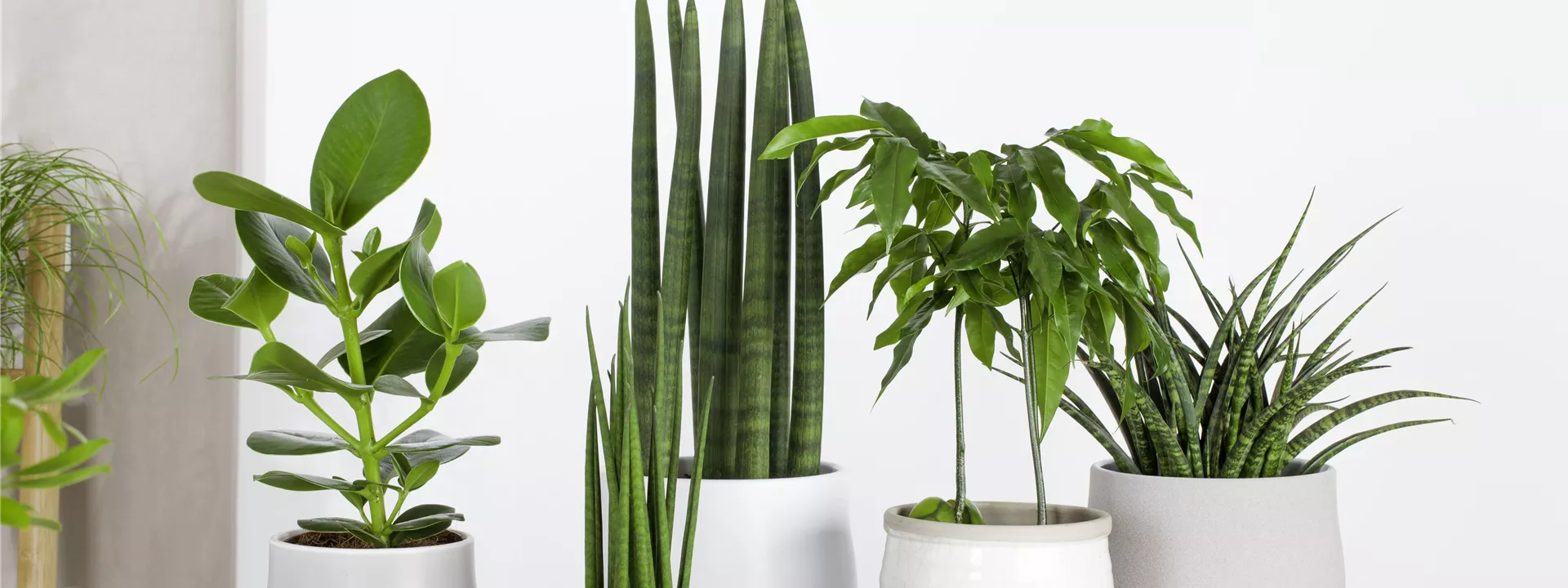 Sansevieria 'Fernwood Punk' Sansevieria 'Fernwood Punk'