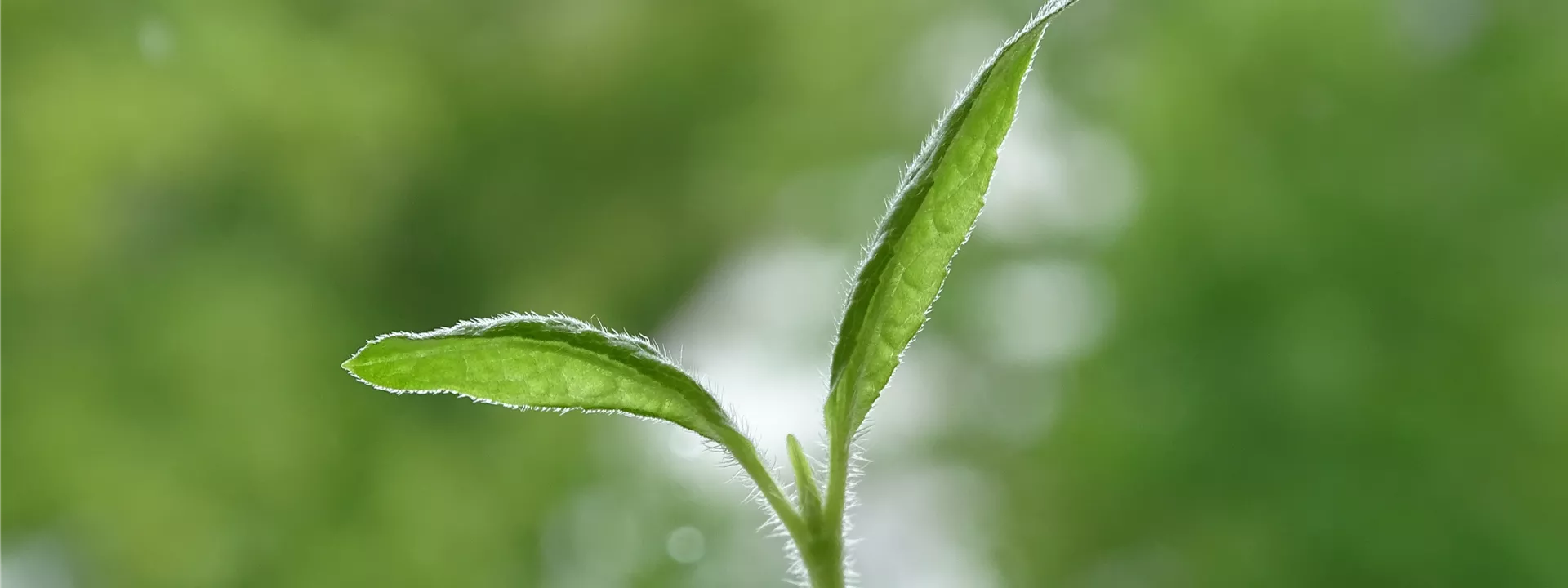 seedling-4459436 seedling-4459436