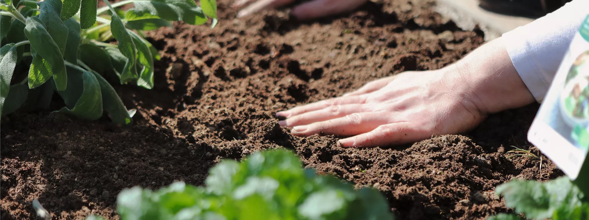 plant-6151414 plant-6151414