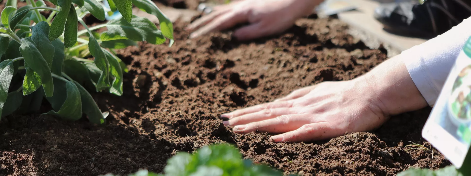 plant-6151414 plant-6151414