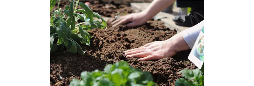 Schneckenabwehr Schneckenabwehr