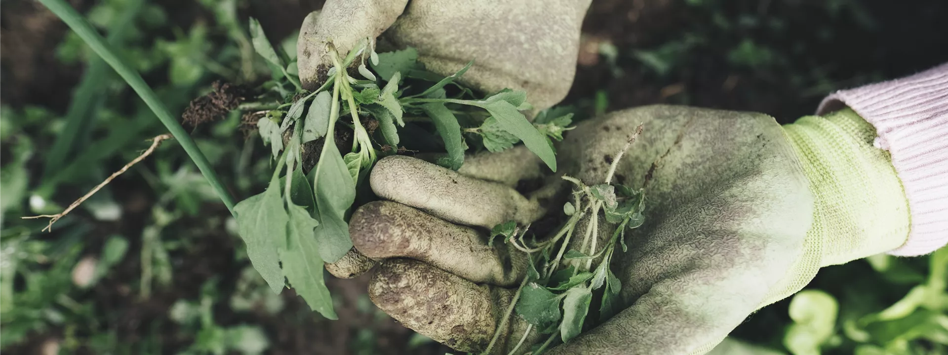 gardening-2518377 gardening-2518377