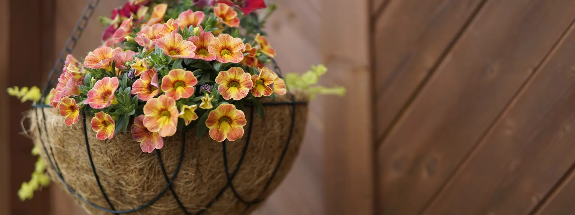 hanging-basket-5347168 hanging-basket-5347168