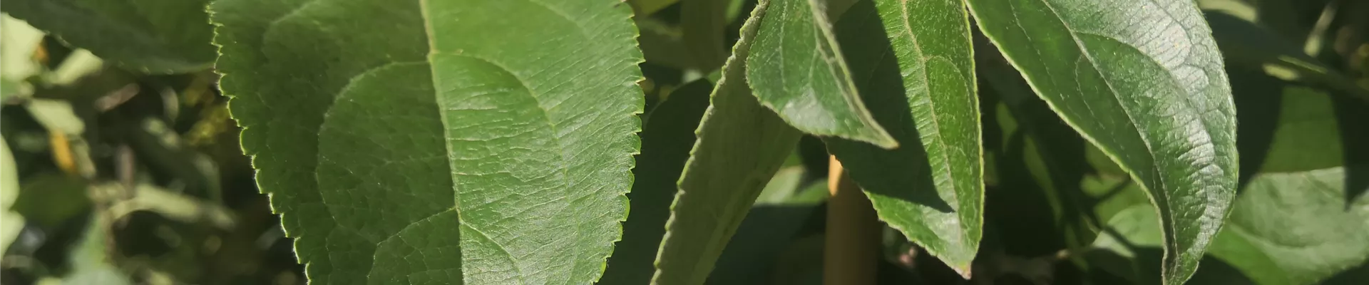 IMG_20210908_150010 IMG_20210908_150010