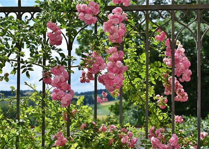 Rankhilfen Rankhilfen