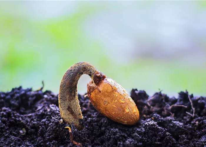 Saatgut & Samen Saatgut & Samen