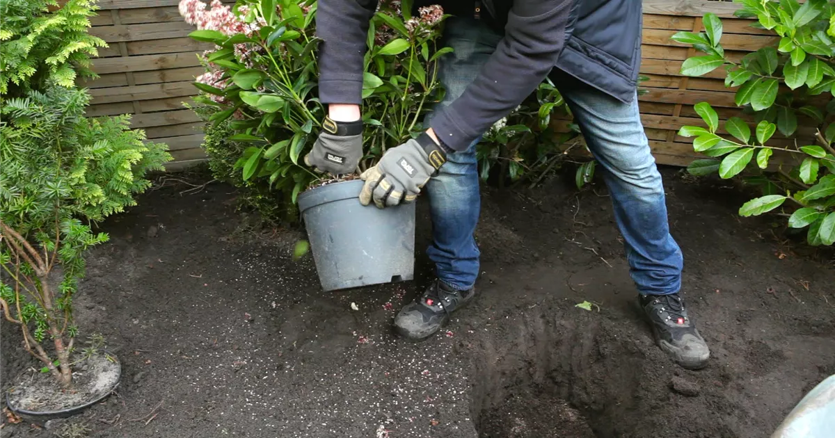  - Skimmie - Einpflanzen im Garten