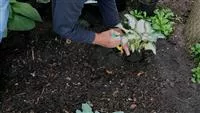- Hosta - Einpflanzen im Garten  - Hosta - Einpflanzen im Garten