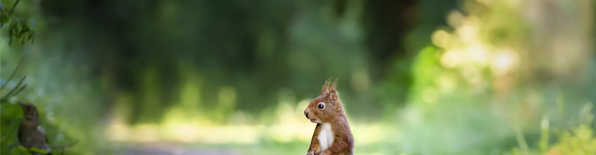 squirrel-4515962
