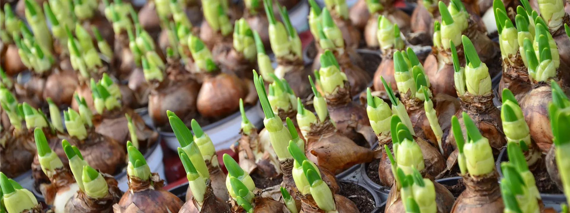 flower-bulbs-663229 flower-bulbs-663229