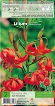 Blumenzwiebeln - Botanische Lilien Tenuifolium - 2 Stück