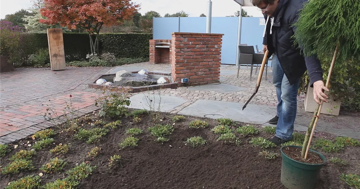  - Fadenzypresse - Einpflanzen im Garten