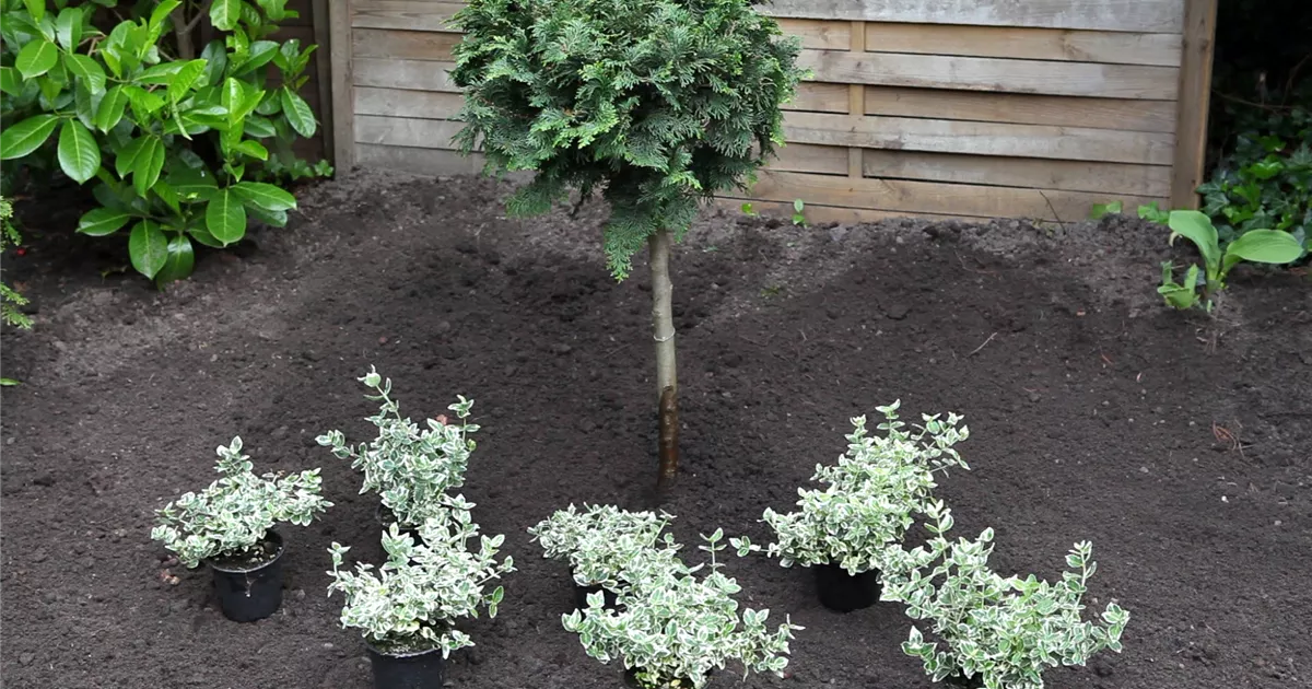  - Kriechspindel - Einpflanzen im Garten