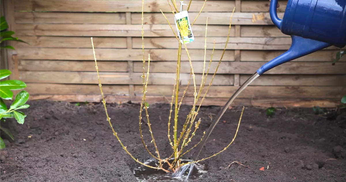  - Forsythie - Einpflanzen im Garten