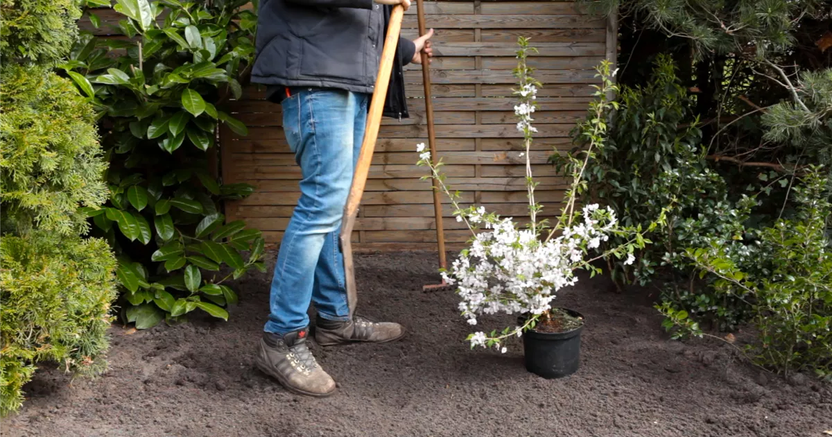  - Geschlitzte Kirsche - Einpflanzen im Garten