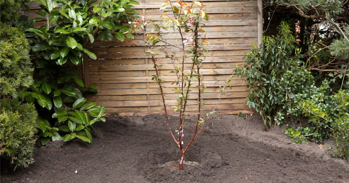  - Rotblättriger Zierpfirsich - Einpflanzen im Garten
