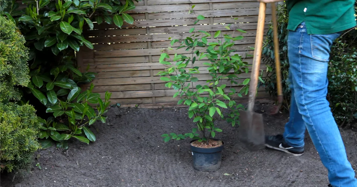  - Felsenbirne - Einpflanzen im Garten