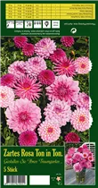 Blumenzwiebeln - Dahlien-Sortiment Ton in Ton rosa - 5 Stück