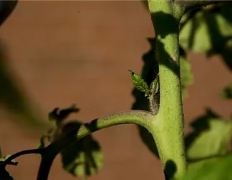 Wie machst du das? - Tomaten ausgeizen